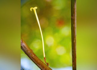 علماء يحذرون من انتشار النمل الأحمر “الناري”: غزو قد ينهي الحياة علماء يحذرون من انتشار النمل الأحمر “الناري”: غزو قد ينهي الحياة