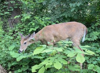 دراسة تحذر من “خطورة” الغزلان على البشر: ناقل مهم لكورونا دراسة تحذر من “خطورة” الغزلان على البشر: ناقل مهم لكورونا