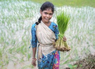 أزمة أرز عالمية تهدد الدول العربية أزمة أرز عالمية تهدد الدول العربية