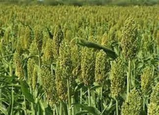 بشرى بانتاجية عالية للذرة والقطن بسنار بشرى بانتاجية عالية للذرة والقطن بسنار