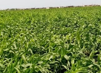 540 الف فدان تم زراعتها بالقطاع المطري محلية سنار 2023 540 الف فدان تم زراعتها بالقطاع المطري محلية سنار 2023