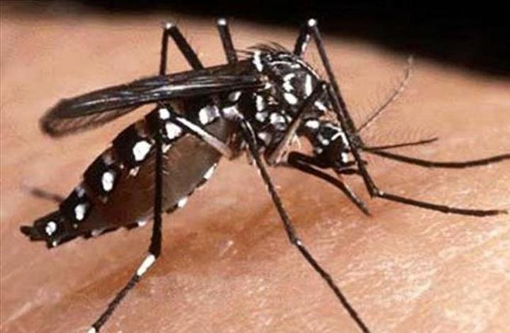 السودان.. وزارة الصحة تكشف إحصائيات عن انتشار حمى الضنك وعدد الإصابات والوفيات السودان.. وزارة الصحة تكشف إحصائيات عن انتشار حمى الضنك وعدد الإصابات والوفيات