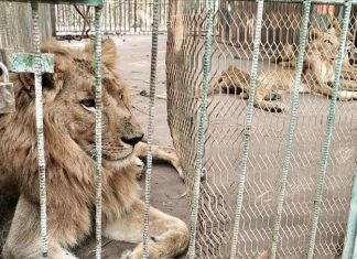 السودان.. خطط لإجلاء أسود يحاصرها القتال والجوع (تقرير) السودان.. خطط لإجلاء أسود يحاصرها القتال والجوع (تقرير)