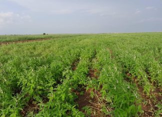 تدشين حملات مكافحة الآفات الزراعية بمشاريع محلية الدندر تدشين حملات مكافحة الآفات الزراعية بمشاريع محلية الدندر