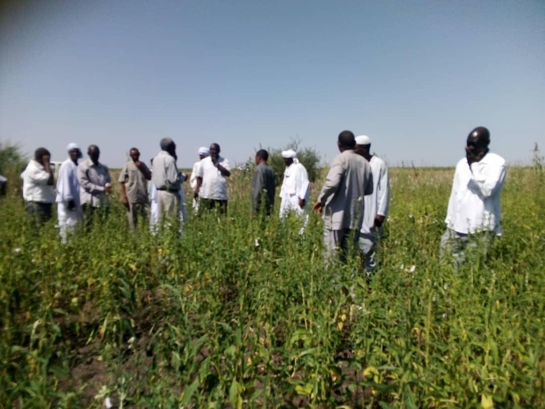 وزير الإنتاج يتفقد حصاد محصول السمسم بمحلية ربك