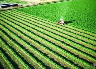 حملة مكافحة الآفات بشمال دارفور تدخل أسبوعها الرابع حملة مكافحة الآفات بشمال دارفور تدخل أسبوعها الرابع