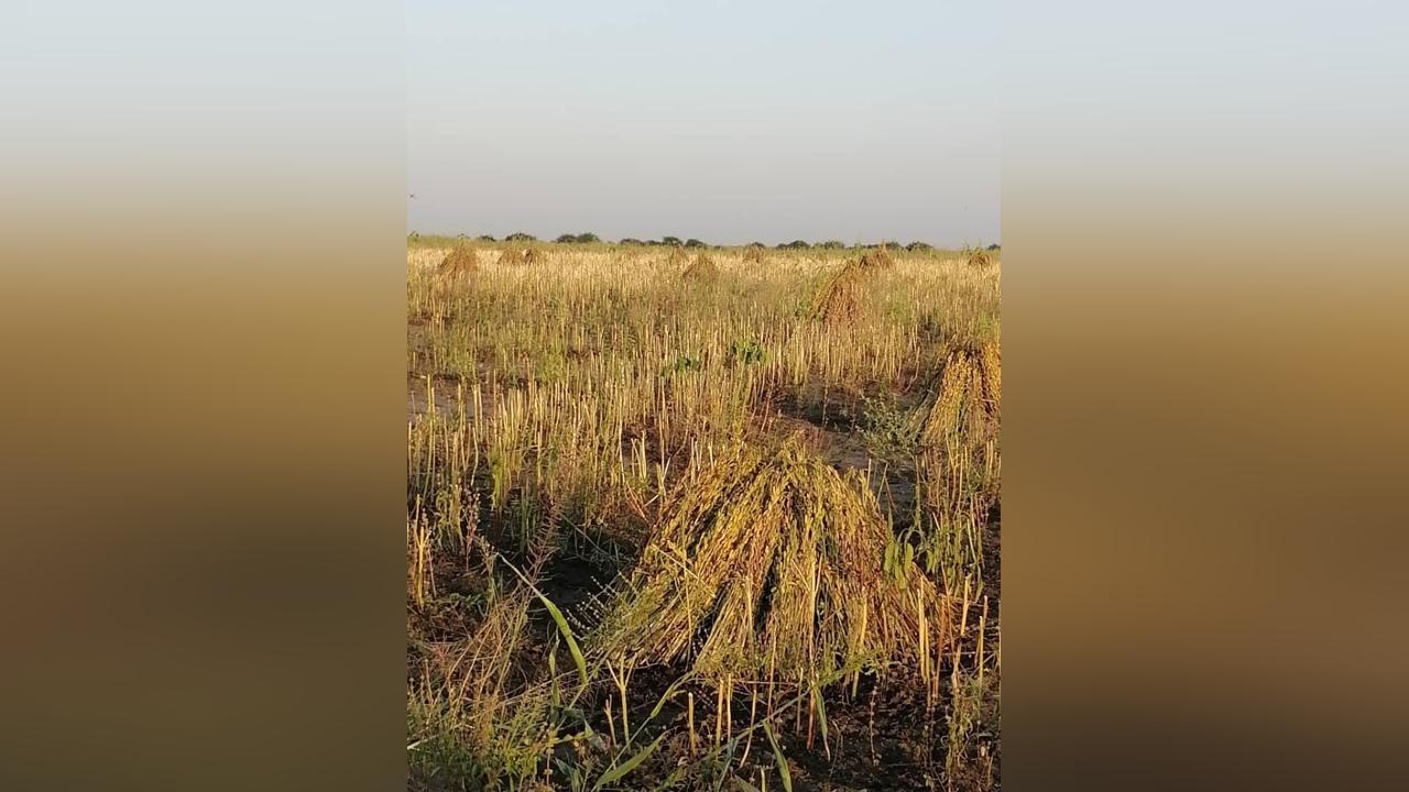 إنطلاق عمليات حصاد السمسم بمحلية الدندر إنطلاق عمليات حصاد السمسم بمحلية الدندر