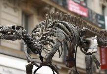 هيكل ديناصور عمره 150 مليون عام للبيع في مزاد باريسي هيكل ديناصور عمره 150 مليون عام للبيع في مزاد باريسي