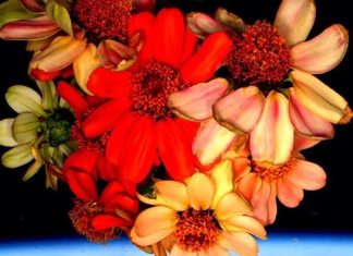 الزراعة الفضائية.. هل يمكن تأمين طعام طازج على القمر والمريخ؟ الزراعة الفضائية.. هل يمكن تأمين طعام طازج على القمر والمريخ؟