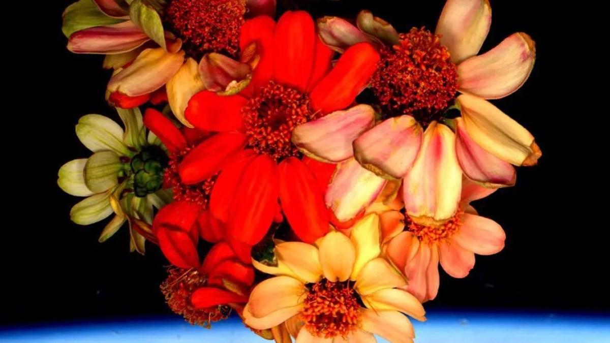 الزراعة الفضائية.. هل يمكن تأمين طعام طازج على القمر والمريخ؟ الزراعة الفضائية.. هل يمكن تأمين طعام طازج على القمر والمريخ؟