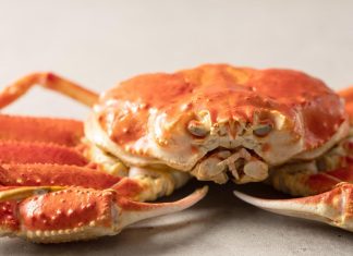 لماذا مات 10 مليارات من سرطان البحر الجليدي جوعا في بحر بيرينغ؟ لماذا مات 10 مليارات من سرطان البحر الجليدي جوعا في بحر بيرينغ؟