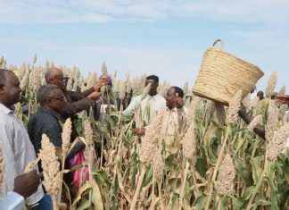 تدشين حصاد الذرة بمشروع كلهوت الزراعي بكسلا تدشين حصاد الذرة بمشروع كلهوت الزراعي بكسلا