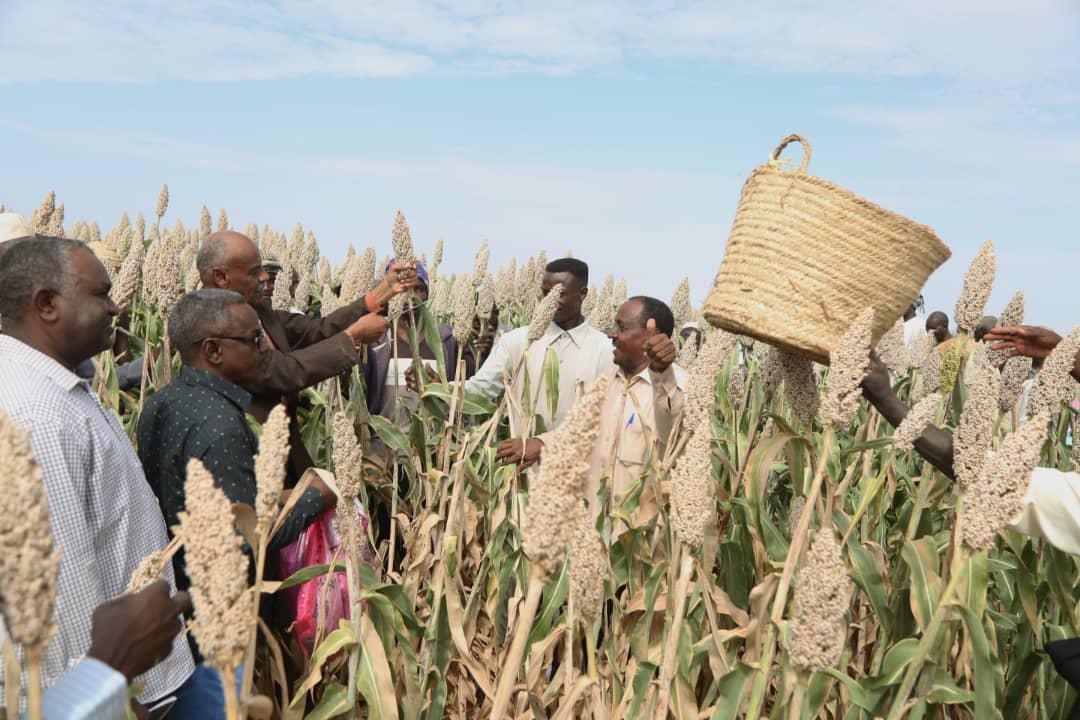 تدشين حصاد الذرة بمشروع كلهوت الزراعي بكسلا تدشين حصاد الذرة بمشروع كلهوت الزراعي بكسلا