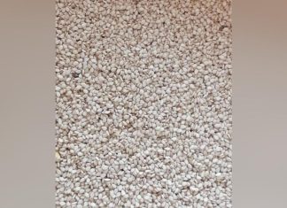 صغار منتجي السمسم بالدندير:الانتاجية عالية والاسعار مجزية هذا العام صغار منتجي السمسم بالدندير:الانتاجية عالية والاسعار مجزية هذا العام