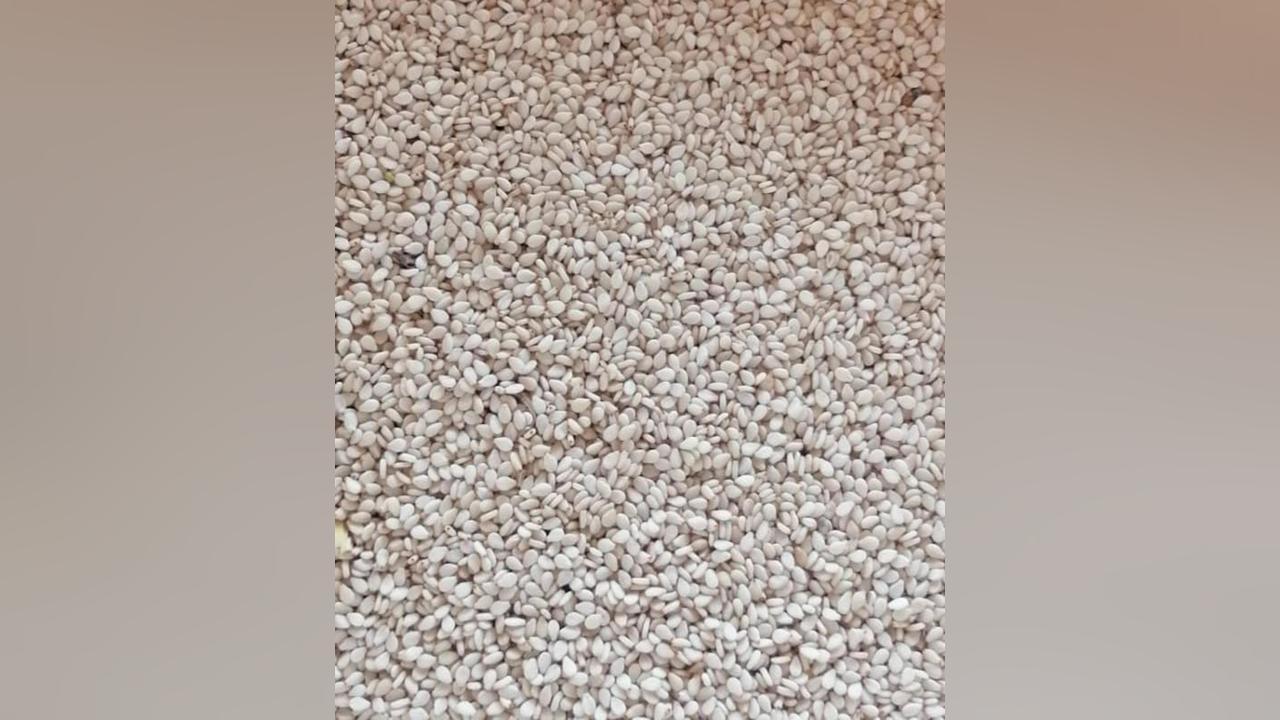 صغار منتجي السمسم بالدندير:الانتاجية عالية والاسعار مجزية هذا العام صغار منتجي السمسم بالدندير:الانتاجية عالية والاسعار مجزية هذا العام