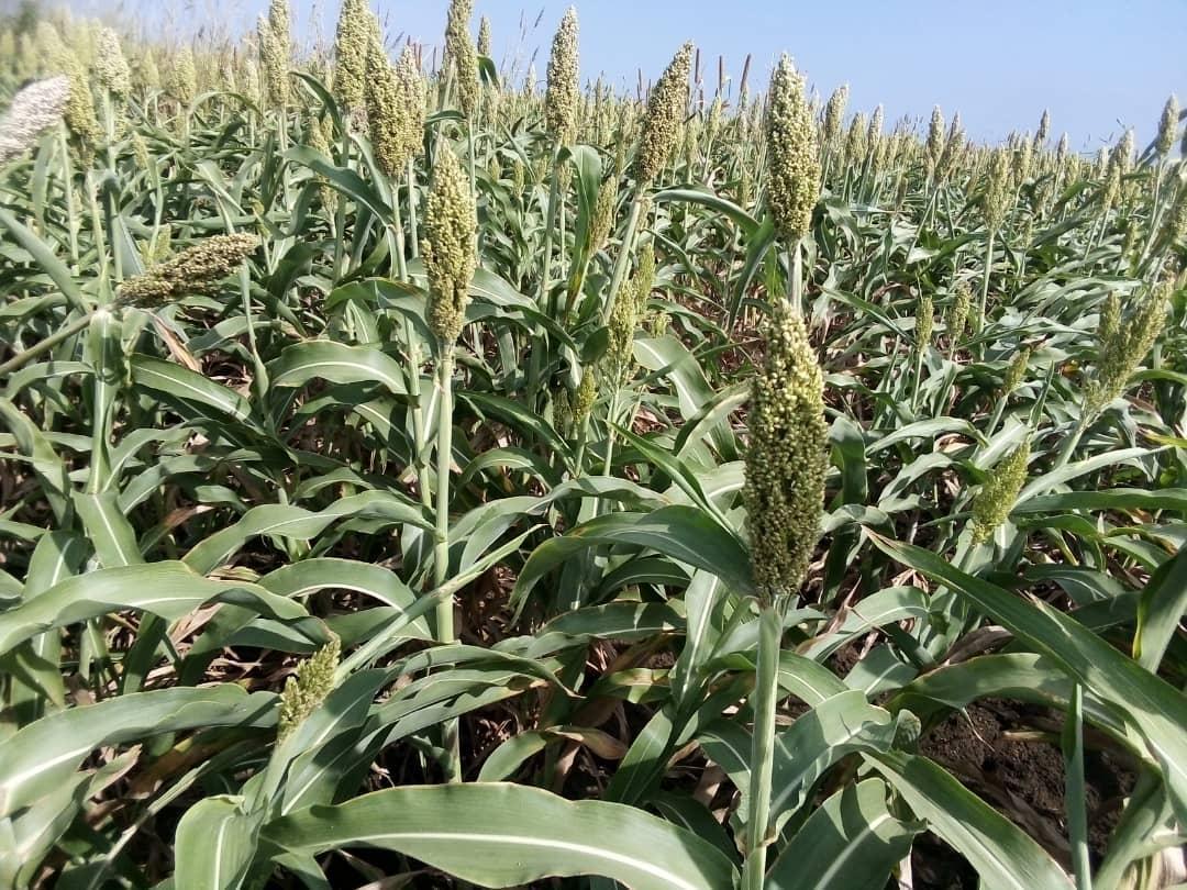 وزير الإنتاج بالنيل الابيض يتفقد محاصيل العروة الصيفية بالمنطقة الشرقية وزير الإنتاج بالنيل الابيض يتفقد محاصيل العروة الصيفية بالمنطقة الشرقية