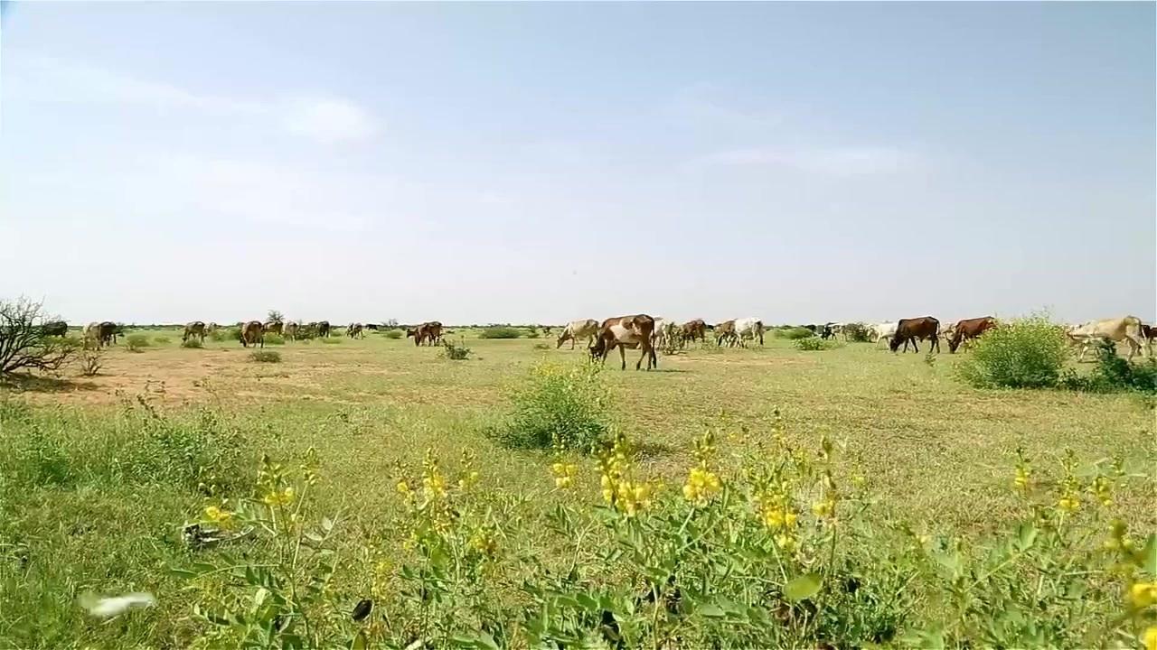 الثروة الحيوانية بمحلية بربر تنظم حملة لمكافحة الذبيح العشوائي الثروة الحيوانية بمحلية بربر تنظم حملة لمكافحة الذبيح العشوائي