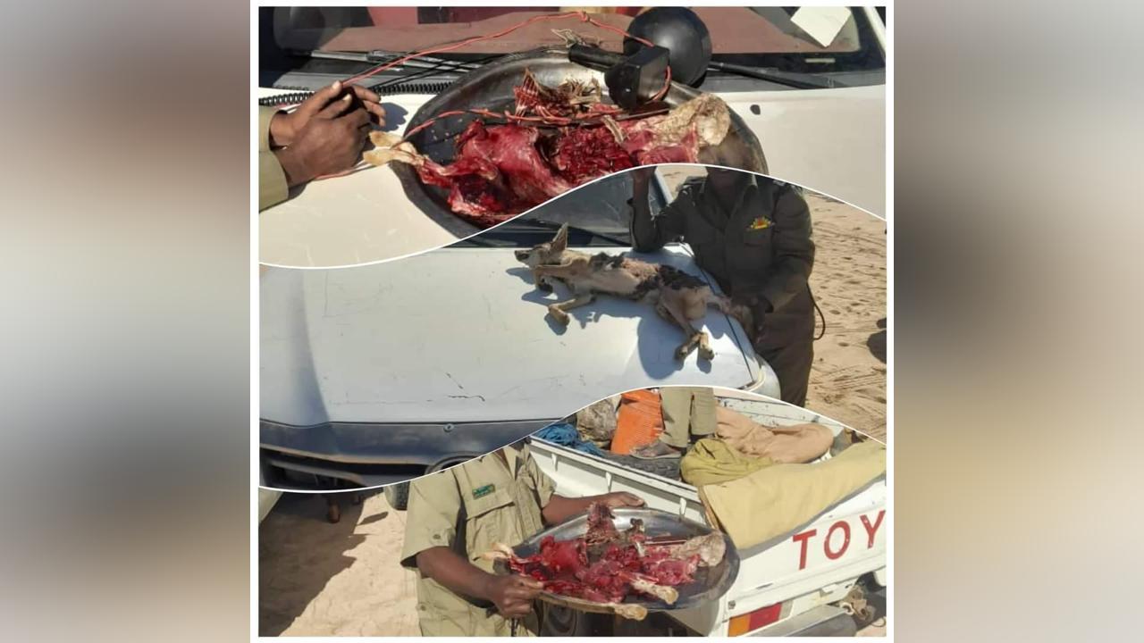 ضبط عصابة بالبحر الأحمر تخصصت في الصيد الجائر ضبط عصابة بالبحر الأحمر تخصصت في الصيد الجائر