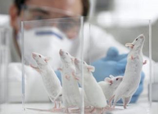 علماء يطوّرون للمرة الأولى أجنة فئران في الفضاء علماء يطوّرون للمرة الأولى أجنة فئران في الفضاء