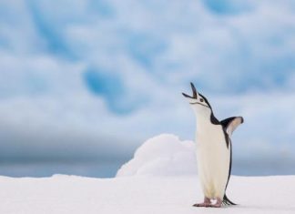 البطاريق تأخذ أكثر من 10 آلاف قيلولة خلال اليوم البطاريق تأخذ أكثر من 10 آلاف قيلولة خلال اليوم