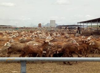 وكيل التجارة يقف على عمليات صادر الماشية بمحجر سواكن وكيل التجارة يقف على عمليات صادر الماشية بمحجر سواكن