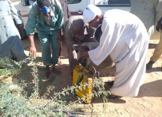 محلية بربر تنظم حملة لازالة شجرة المسكيت محلية بربر تنظم حملة لازالة شجرة المسكيت