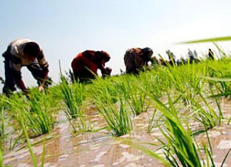 اليونان تعتزم استقدام آلاف العمال المصريين في مجال الزراعة اليونان تعتزم استقدام آلاف العمال المصريين في مجال الزراعة