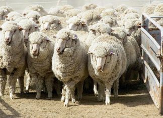 أستراليا تقرر حظر تصدير الأغنام الحية بحرا في 2028 أستراليا تقرر حظر تصدير الأغنام الحية بحرا في 2028