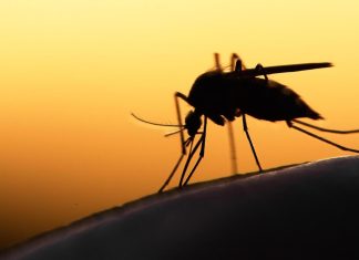 دراسة: تغيّر المناخ يتحكم في آلية انتقال الملاريا في أفريقيا دراسة: تغيّر المناخ يتحكم في آلية انتقال الملاريا في أفريقيا