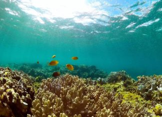 دراسة: الحكومات لا تفي بوعودها في حماية التنوع البيولوجي دراسة: الحكومات لا تفي بوعودها في حماية التنوع البيولوجي