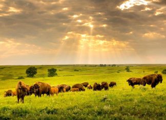 تقرير أممي: سُدس الإمدادات الغذائية للبشر في خطر تقرير أممي: سُدس الإمدادات الغذائية للبشر في خطر