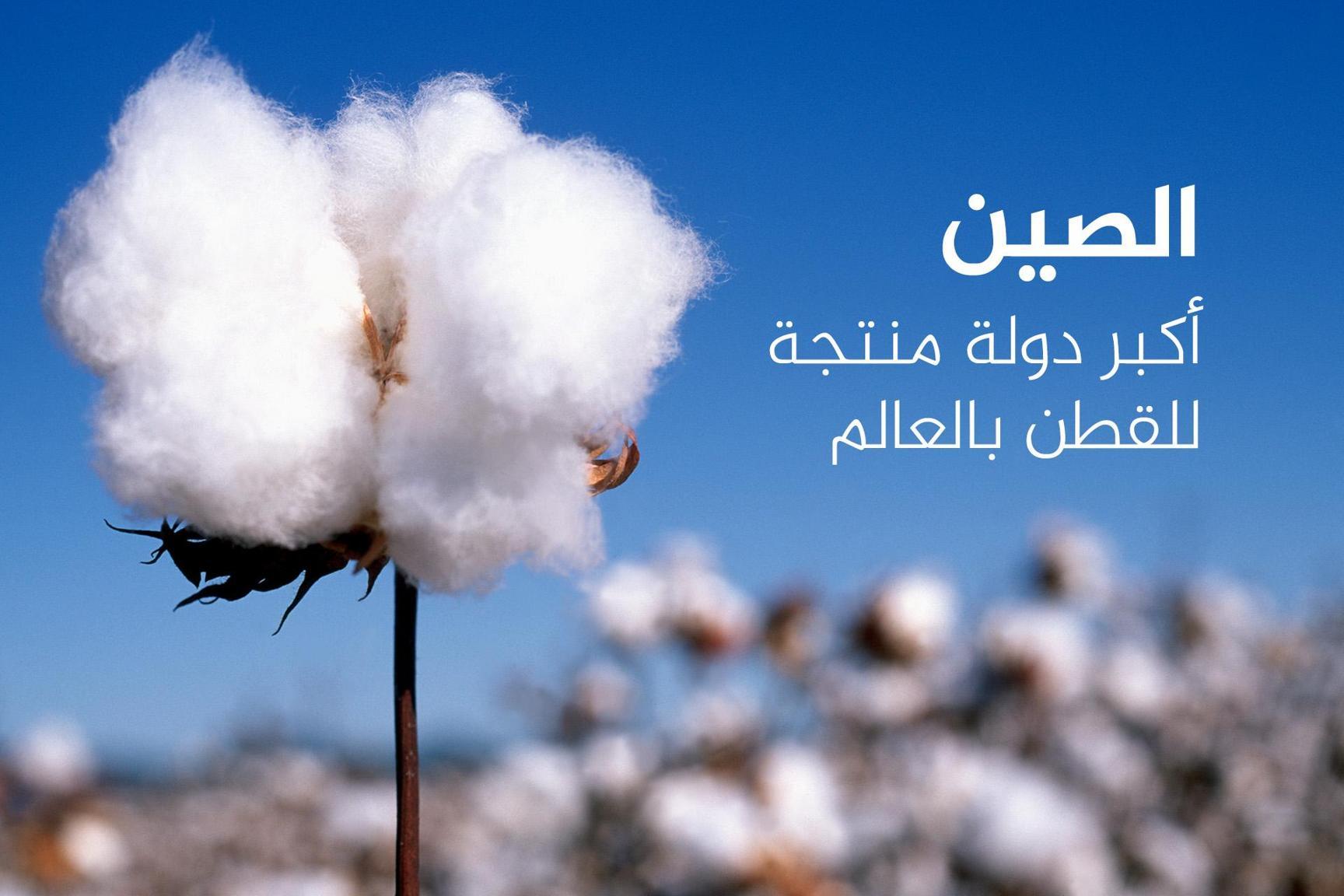 أكبر 10 دول منتجة ومصدرة للقطن في العالم.. بينها إسلامية أكبر 10 دول منتجة ومصدرة للقطن في العالم.. بينها إسلامية