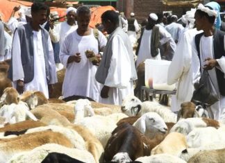 الحرب تقضي على فرحة عيد الأضحى الحرب تقضي على فرحة عيد الأضحى