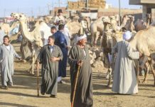 إبل سوق برقاش خيار الفئات الأقل دخلاً لشراء الأضاحي في مصر إبل سوق برقاش خيار الفئات الأقل دخلاً لشراء الأضاحي في مصر