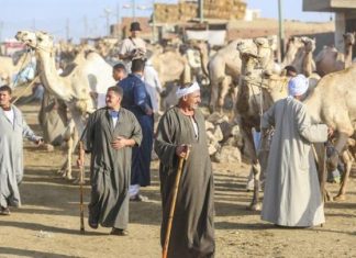 إبل سوق برقاش خيار الفئات الأقل دخلاً لشراء الأضاحي في مصر إبل سوق برقاش خيار الفئات الأقل دخلاً لشراء الأضاحي في مصر