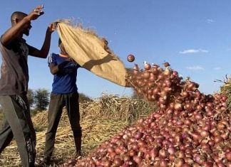 مزارعو السودان غاضبون من السياسة التمويلية مزارعو السودان غاضبون من السياسة التمويلية