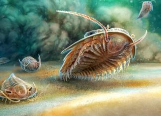 اكتشاف غير مسبوق.. حفريات بالمغرب تعود إلى 515 مليون سنة محبوسة في رواسب بركانية بشكل فريد اكتشاف غير مسبوق.. حفريات بالمغرب تعود إلى 515 مليون سنة محبوسة في رواسب بركانية بشكل فريد