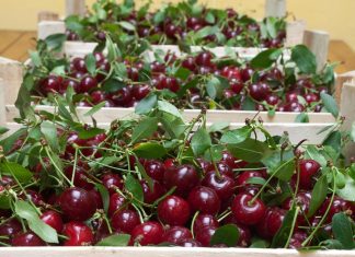 الكرز المغربي.. هل يختفي بسبب تغيّر المناخ؟ الكرز المغربي.. هل يختفي بسبب تغيّر المناخ؟