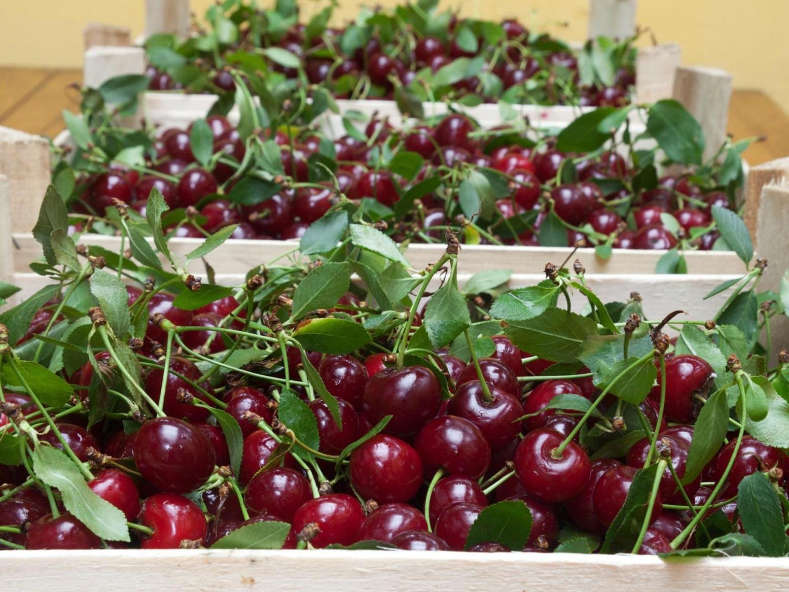 الكرز المغربي.. هل يختفي بسبب تغيّر المناخ؟ الكرز المغربي.. هل يختفي بسبب تغيّر المناخ؟
