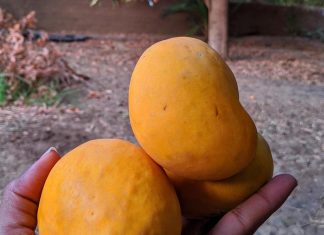 خسائر كبيرة لمزارعي المانغو في السودان بسبب الحرب خسائر كبيرة لمزارعي المانغو في السودان بسبب الحرب