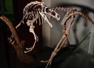 الفيضانات تكشف عن متحجرة ديناصور عمرها 200 مليون سنة في البرازيل الفيضانات تكشف عن متحجرة ديناصور عمرها 200 مليون سنة في البرازيل