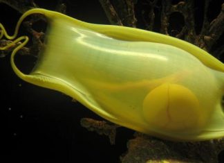 ارتفاع حرارة المحيطات يهدد بيض القرش ارتفاع حرارة المحيطات يهدد بيض القرش