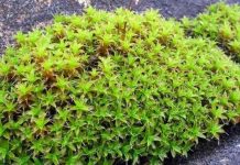 علماء صينيون يحددون طحالب قادرة على العيش في المريخ علماء صينيون يحددون طحالب قادرة على العيش في المريخ