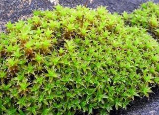 علماء صينيون يحددون طحالب قادرة على العيش في المريخ علماء صينيون يحددون طحالب قادرة على العيش في المريخ