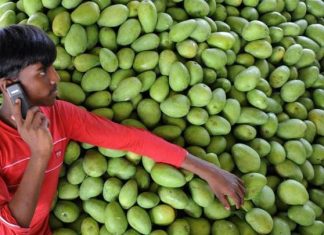 فاكهة المانغو… غذاء متكامل يدعم المناعة ضد أمراض الصيف فاكهة المانغو... غذاء متكامل يدعم المناعة ضد أمراض الصيف