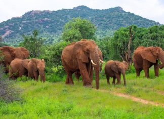 أفيال تعود للبرية بعد فراق مر أفيال تعود للبرية بعد فراق مر