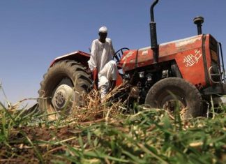 صمود مزارعي السودان: مبادرات لزيادة الإنتاج وسد الفجوة الغذائية صمود مزارعي السودان: مبادرات لزيادة الإنتاج وسد الفجوة الغذائية