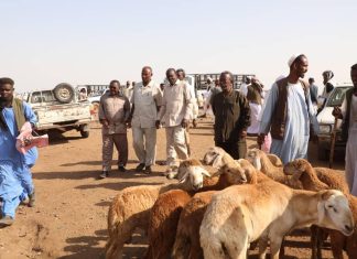 امين الزكاة بالقضارف يتفقد سير زكاة الانعام البطانة امين الزكاة بالقضارف يتفقد سير زكاة الانعام البطانة