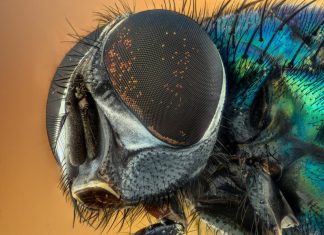 قفزة علمية هائلة.. علماء يرسمون أول خريطة كاملة لدماغ ذبابة الفاكهة قفزة علمية هائلة.. علماء يرسمون أول خريطة كاملة لدماغ ذبابة الفاكهة