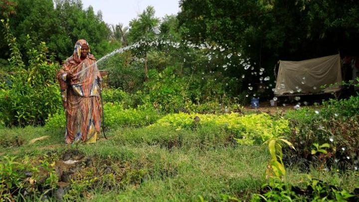 السودان: توقعات بحصاد قياسي للذرة رغم الحرب